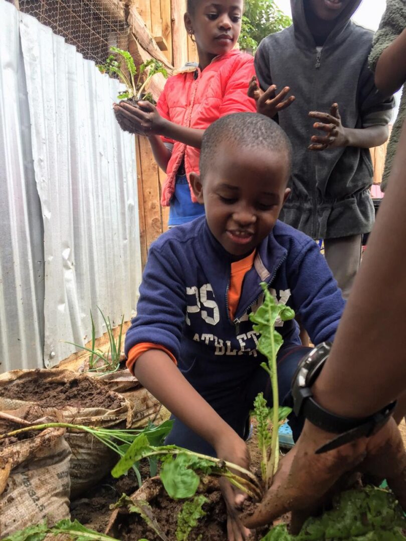 A young boy is helping to plant a tree.
